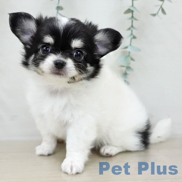 福島県のチワワ(ロング) (ペットプラス 福島店/2025年12月7日生まれ/女の子/ホワイトブラックタン)の子犬の1枚目の画像