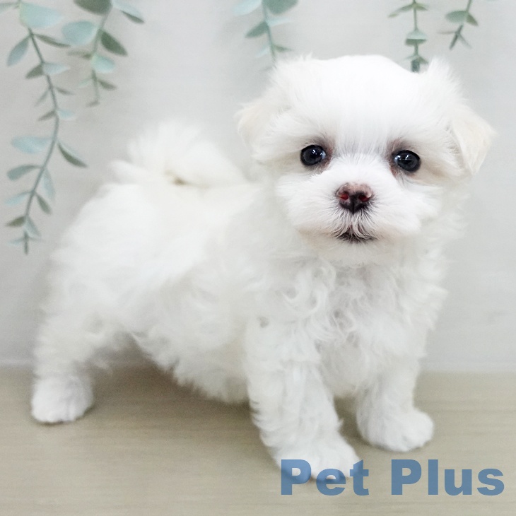 千葉県のマルチーズ (ペットプラス 幕張新都心店/2025年12月7日生まれ/男の子/ホワイト)の子犬の2枚目の画像