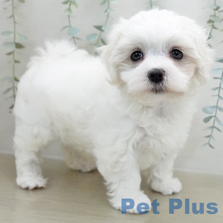 千葉県のマルチーズ (ペットプラス 柏店/2025年12月7日生まれ/男の子/ホワイト)の子犬の2枚目の画像