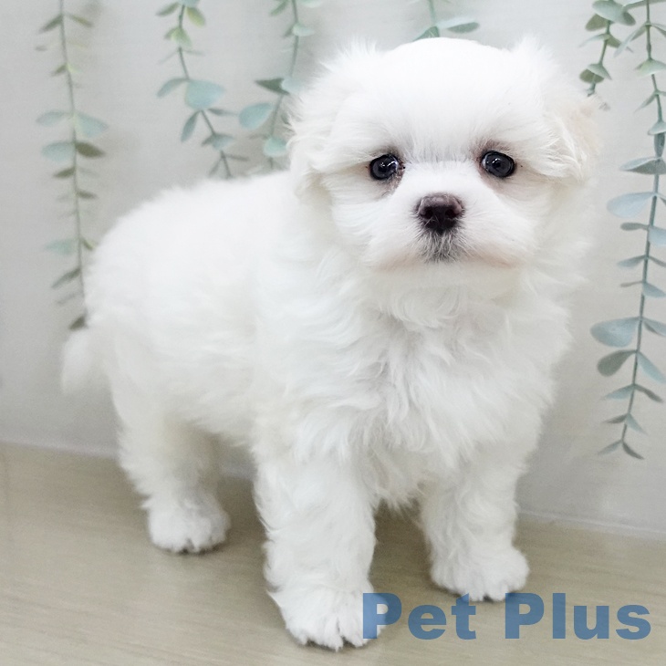 宮城県のマルチーズ (ペットプラス 名取店/2025年12月7日生まれ/男の子/ホワイト)の子犬の2枚目の画像