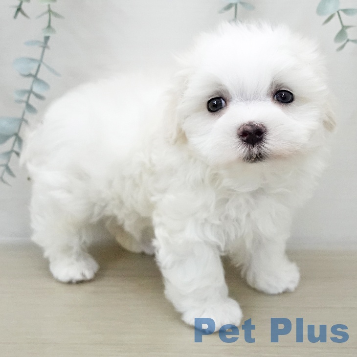 茨城県のマルチーズ (ペットプラス つくば店/2025年12月7日生まれ/男の子/ホワイト)の子犬の2枚目の画像