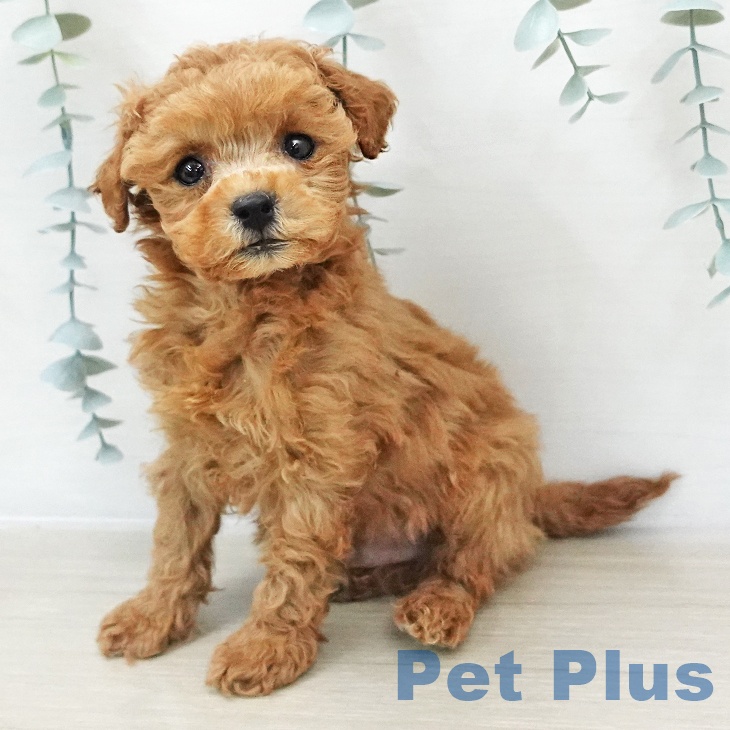 トイ・プードル