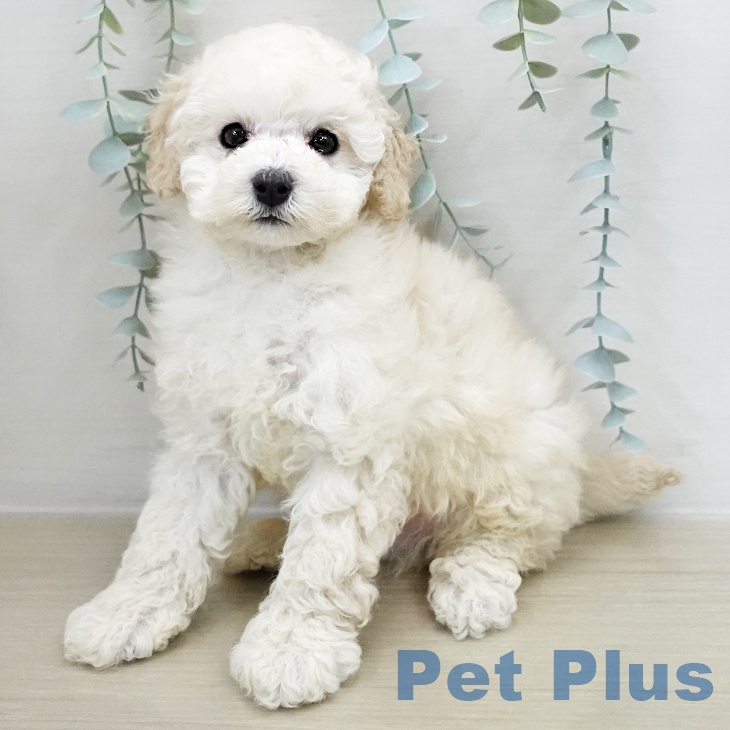 トイ・プードル