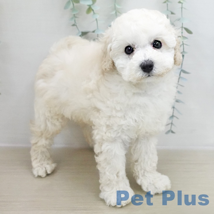 トイ・プードルの写真2