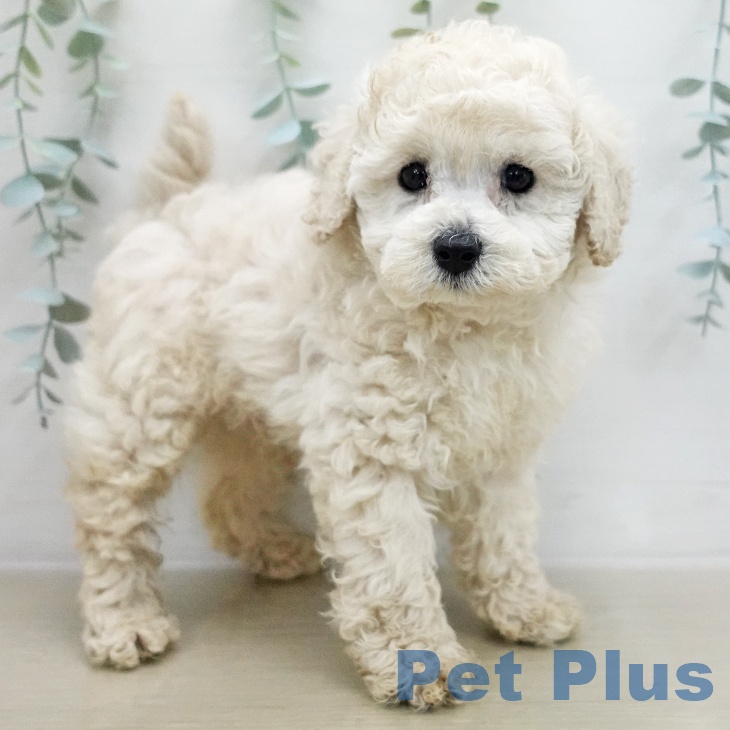 トイ・プードルの写真2