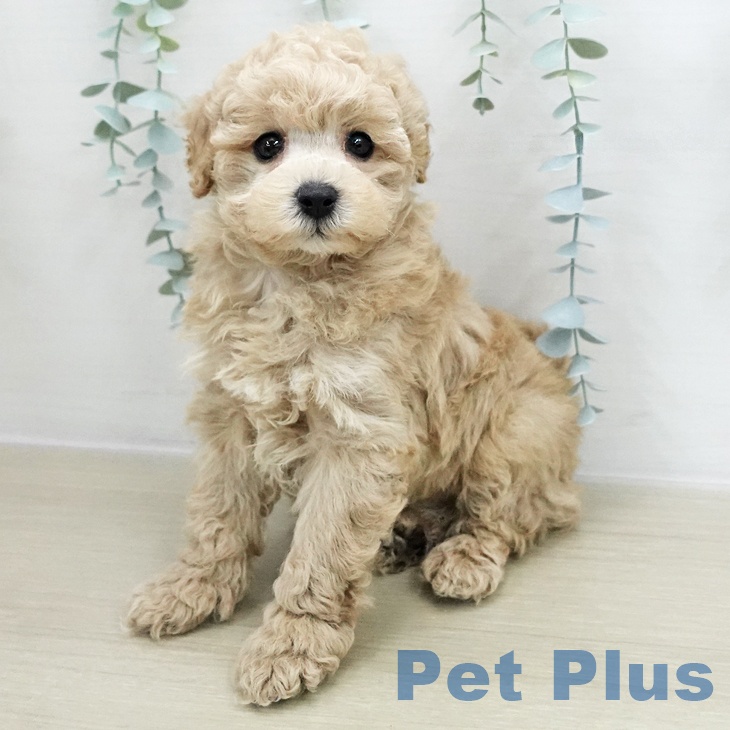 埼玉県のトイプードル(トイ) (ペットプラス 浦和美園店/2025年12月8日生まれ/男の子/クリーム)の子犬の1枚目の画像