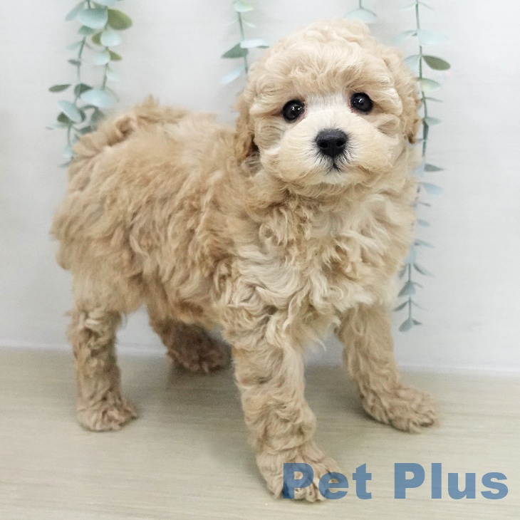 埼玉県のトイプードル(トイ) (ペットプラス 浦和美園店/2025年12月8日生まれ/男の子/クリーム)の子犬の2枚目の画像