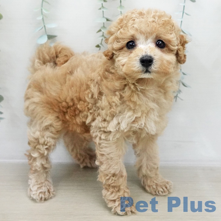 トイ・プードル