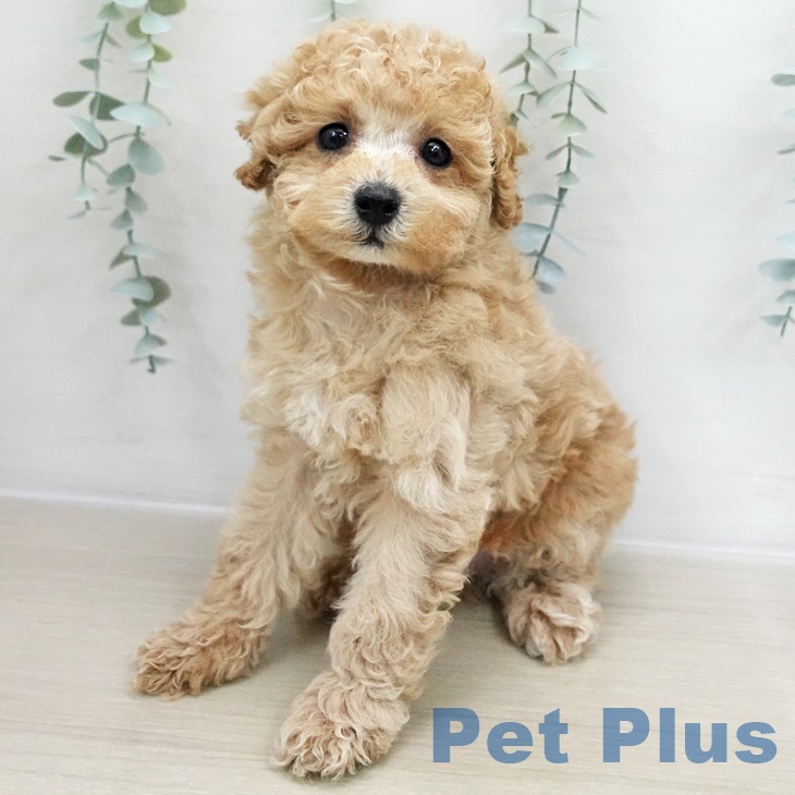 トイ・プードルの写真2