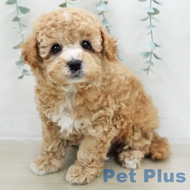 埼玉県のトイプードル(トイ) (ペットプラス ピオニウォーク東松山店/2025年12月7日生まれ/男の子/アプリコット)の子犬の1枚目の画像