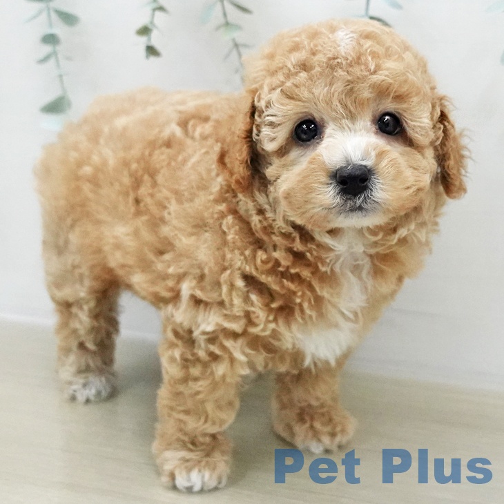 埼玉県のトイプードル(トイ) (ペットプラス ピオニウォーク東松山店/2025年12月7日生まれ/男の子/アプリコット)の子犬の2枚目の画像