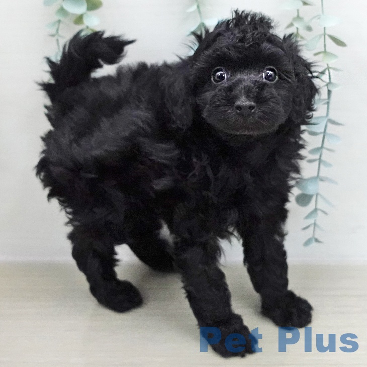 茨城県のトイプードル(トイ) (ペッツワン 阿見店/2025年12月7日生まれ/男の子/ブラック)の子犬の1枚目の画像