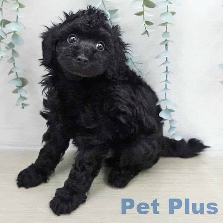 茨城県のトイプードル(トイ) (ペッツワン 阿見店/2025年12月7日生まれ/男の子/ブラック)の子犬の2枚目の画像