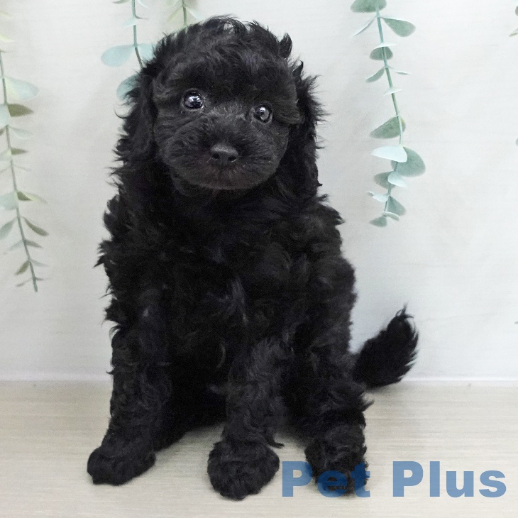 トイ・プードル