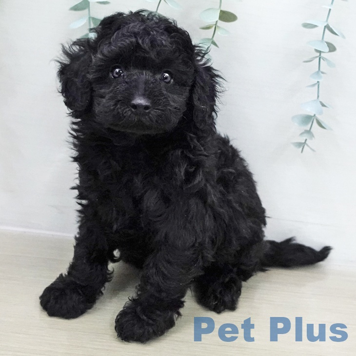 埼玉県のトイプードル(トイ) (ペットプラス ピオニウォーク東松山店/2025年12月7日生まれ/男の子/ブラック)の子犬の1枚目の画像