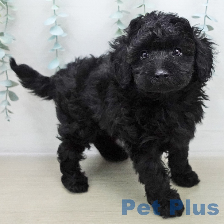埼玉県のトイプードル(トイ) (ペットプラス ピオニウォーク東松山店/2025年12月7日生まれ/男の子/ブラック)の子犬の2枚目の画像