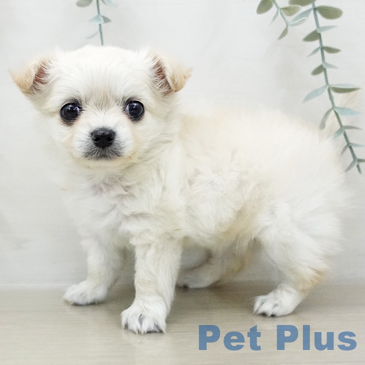 神奈川県のチワワ(ロング) (ペットプラス テラスモール湘南店/2025年12月8日生まれ/女の子/クリーム)の子犬の1枚目の画像