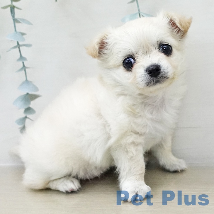 神奈川県のチワワ(ロング) (ペットプラス テラスモール湘南店/2025年12月8日生まれ/女の子/クリーム)の子犬の2枚目の画像