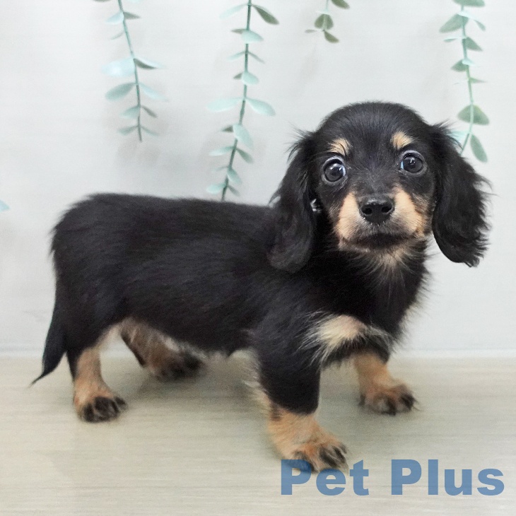 千葉県のカニンヘンダックスフンド(ロング) (ペットプラス 幕張新都心店/2025年12月4日生まれ/女の子/ブラックタン)の子犬の1枚目の画像