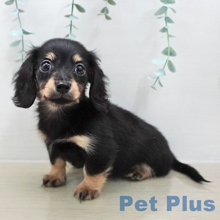 千葉県のカニンヘンダックスフンド(ロング) (ペットプラス 幕張新都心店/2025年12月4日生まれ/女の子/ブラックタン)の子犬の2枚目の画像