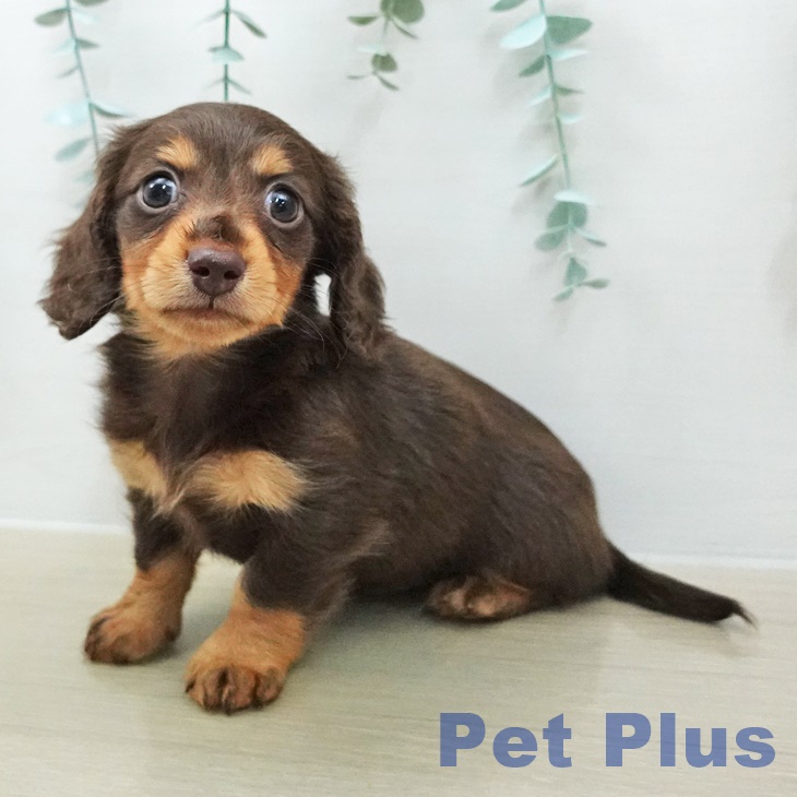 ミニチュア・ダックスフンド