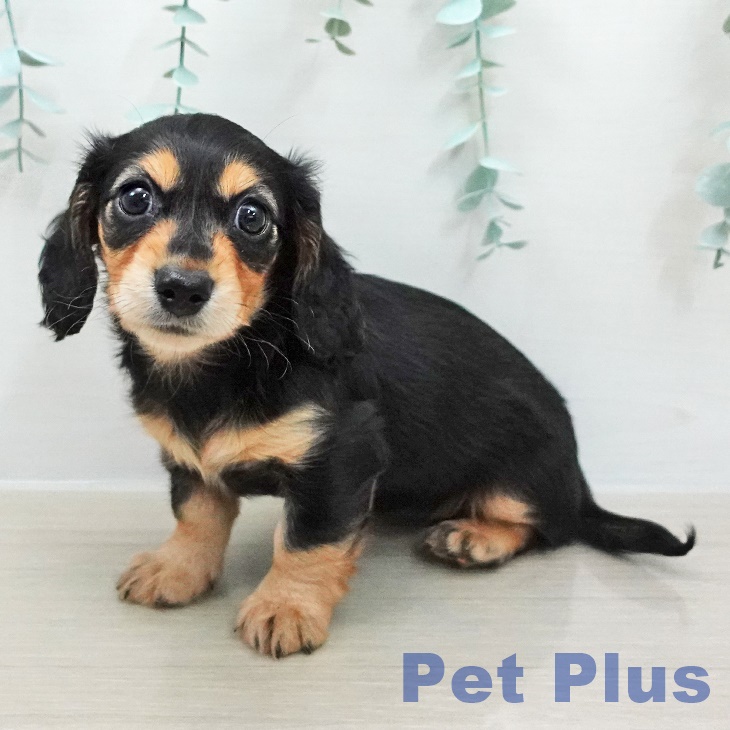 ミニチュア・ダックスフンド