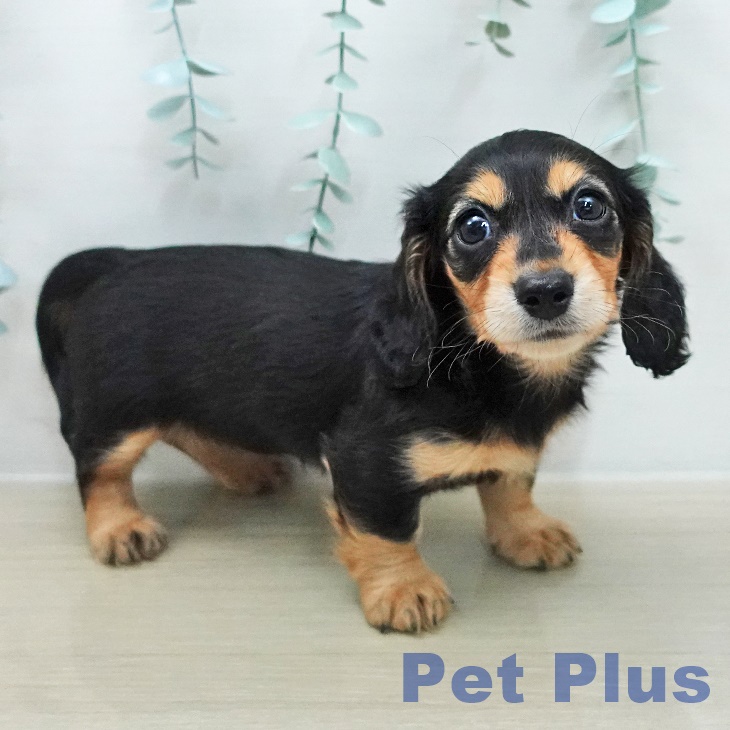 ミニチュア・ダックスフンドの写真2