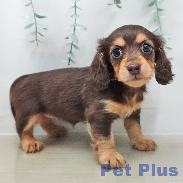 神奈川県のミニチュアダックスフンド(ロング) (ペットプラス 湘南平塚店/2025年12月9日生まれ/女の子/チョコレートタン)の子犬の2枚目の画像