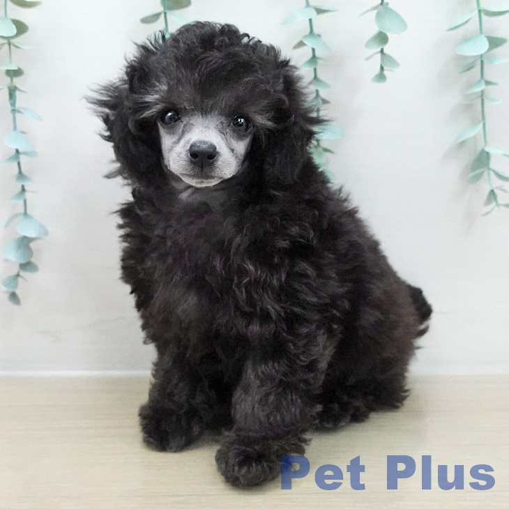 トイ・プードルの写真2