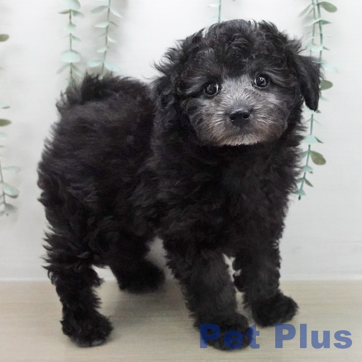 トイ・プードルの写真2