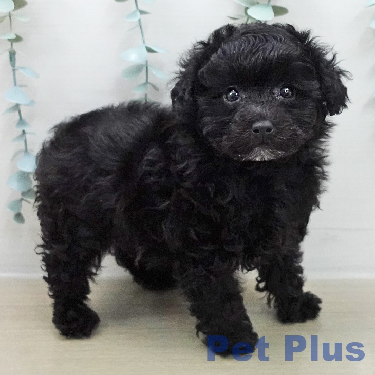 茨城県のトイプードル(トイ) (ペットプラス つくば店/2025年12月9日生まれ/女の子/ブラック)の子犬の1枚目の画像