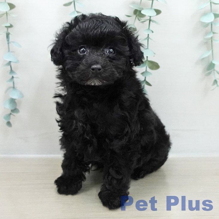 茨城県のトイプードル(トイ) (ペットプラス つくば店/2025年12月9日生まれ/女の子/ブラック)の子犬の2枚目の画像