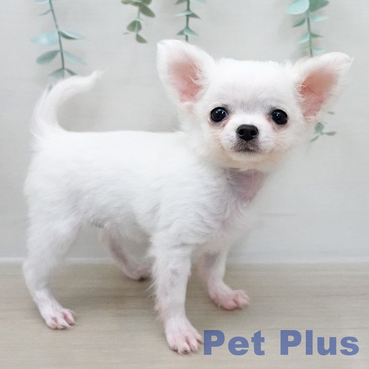埼玉県のチワワ(ロング) (ペットプラス 羽生店/2025年11月25日生まれ/女の子/ホワイトフォーン)の子犬の1枚目の画像