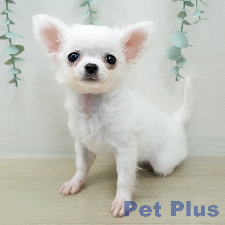 埼玉県のチワワ(ロング) (ペットプラス 羽生店/2025年11月25日生まれ/女の子/ホワイトフォーン)の子犬の2枚目の画像