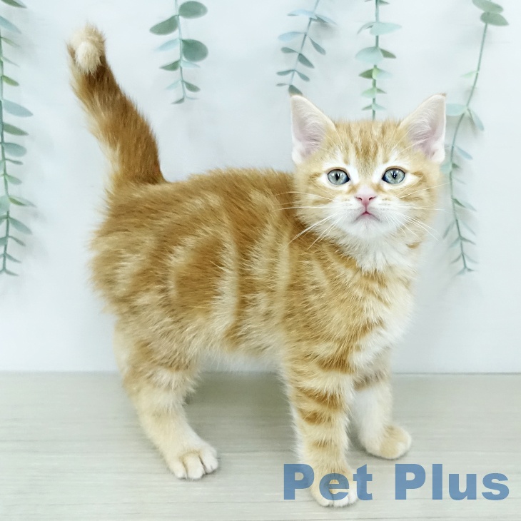 アメリカンショートヘア