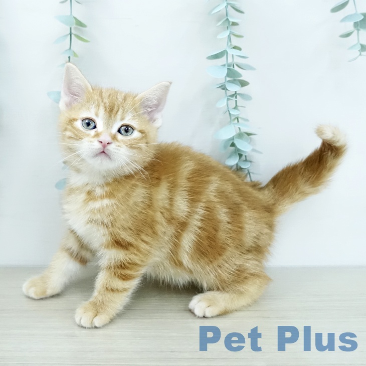 アメリカンショートヘアの写真2