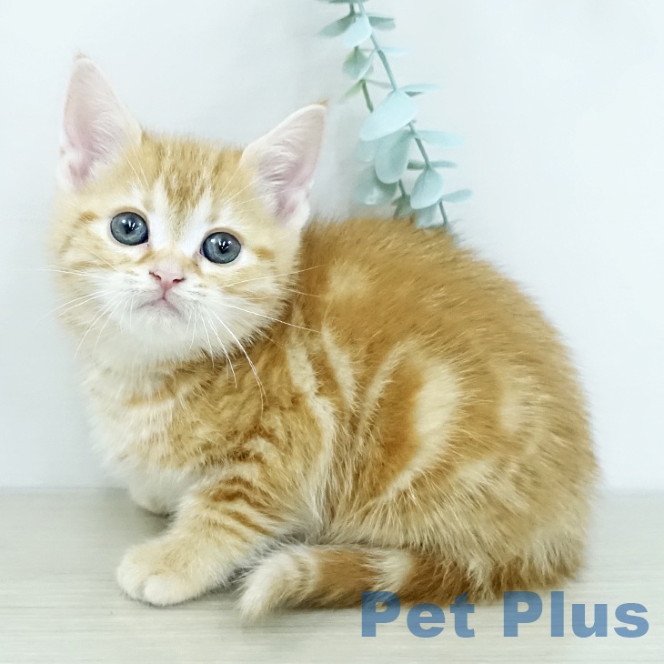 アメリカンショートヘア