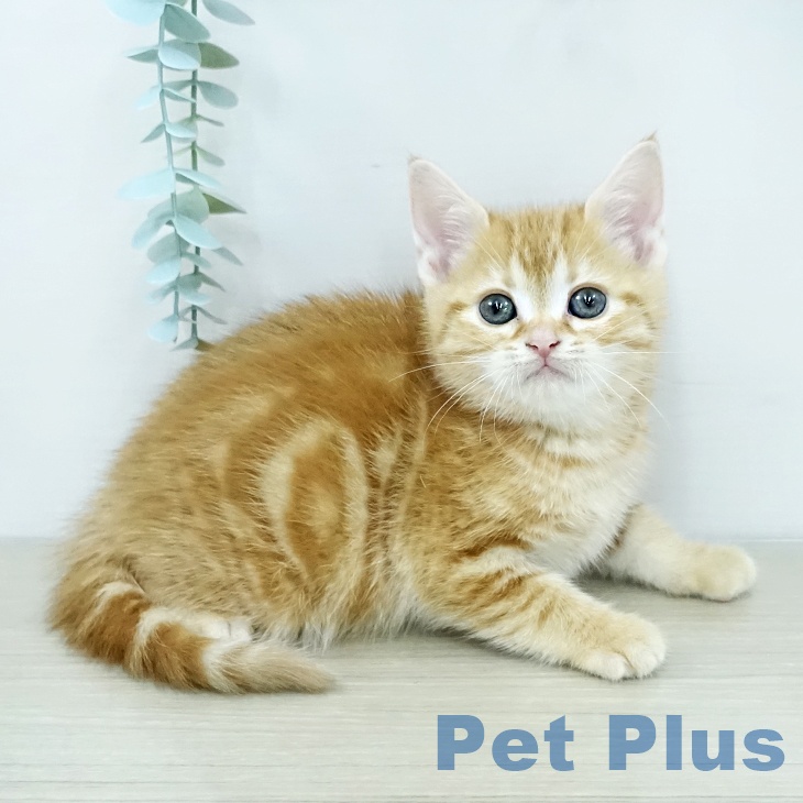 アメリカンショートヘアの写真2