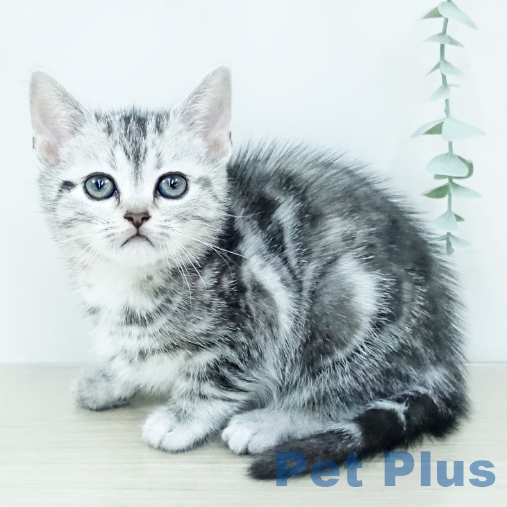 アメリカンショートヘア