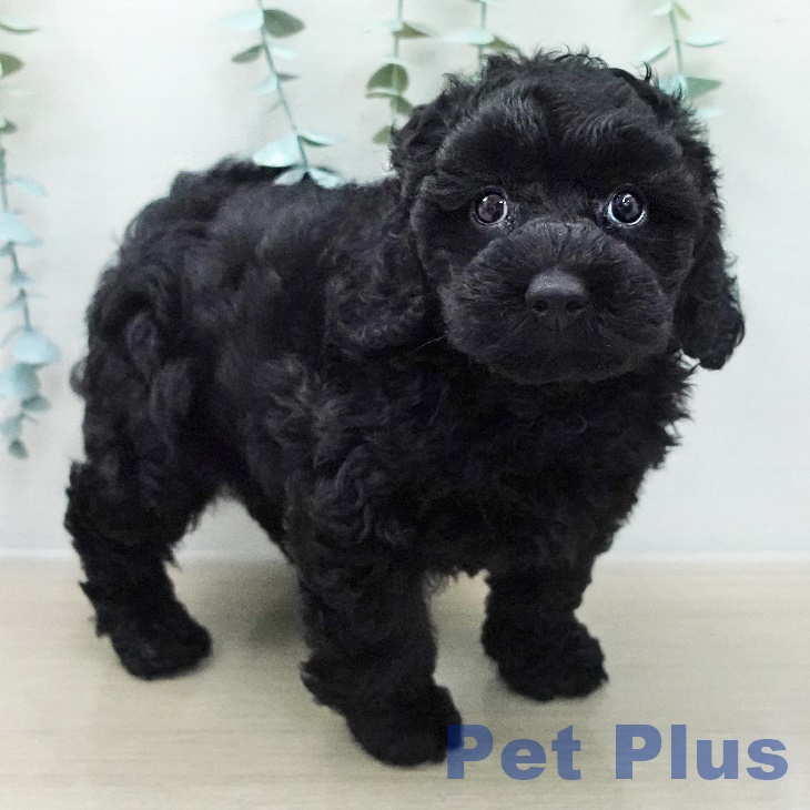 トイ・プードルの写真2