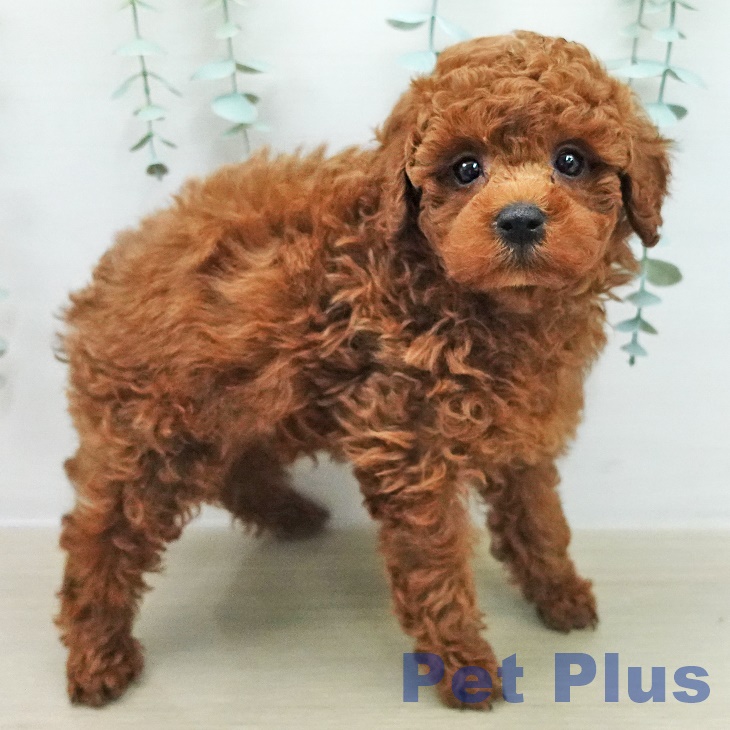 トイ・プードルの写真2