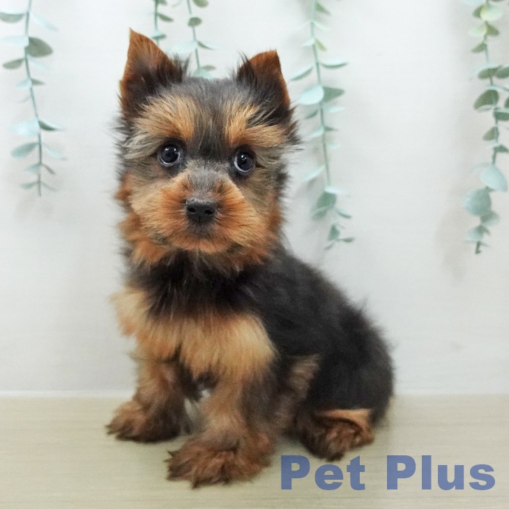 東京都のヨークシャーテリア (ペットプラス 東久留米店/2025年12月10日生まれ/女の子/スチールブルータン)の子犬の1枚目の画像
