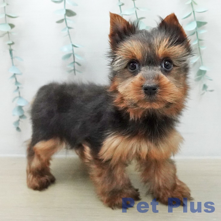東京都のヨークシャーテリア (ペットプラス 東久留米店/2025年12月10日生まれ/女の子/スチールブルータン)の子犬の2枚目の画像
