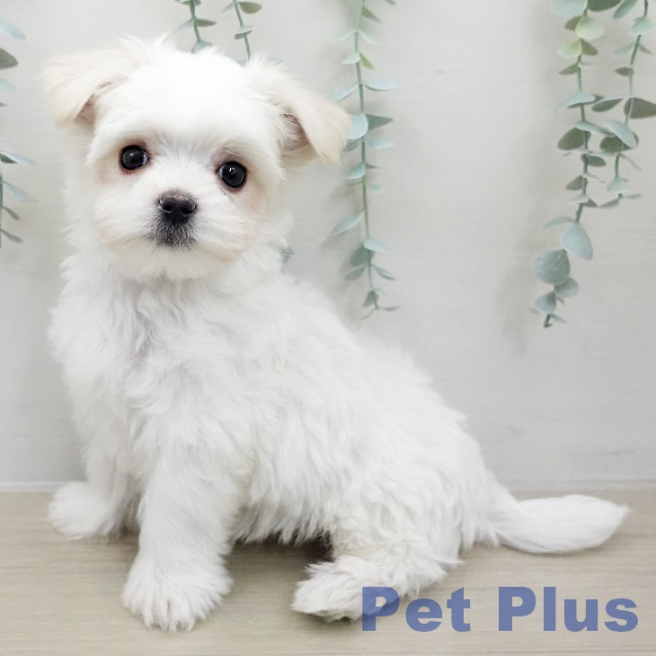 東京都のマルチーズ (ペットプラス 多摩平の森店/2025年12月1日生まれ/男の子/ホワイト)の子犬の1枚目の画像
