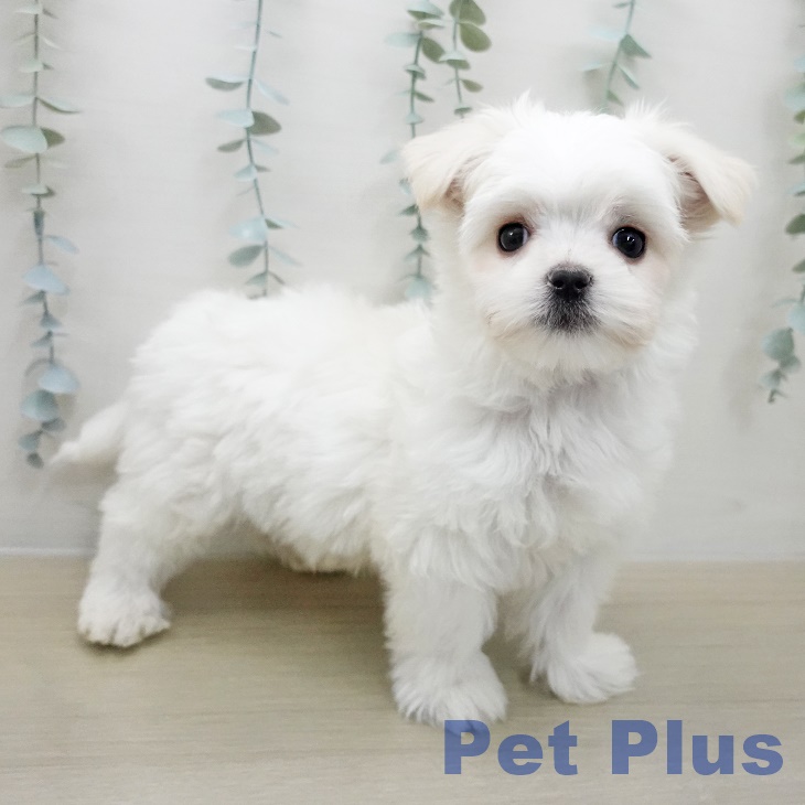東京都のマルチーズ (ペットプラス 多摩平の森店/2025年12月1日生まれ/男の子/ホワイト)の子犬の2枚目の画像