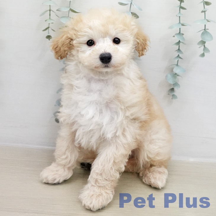 トイ・プードル