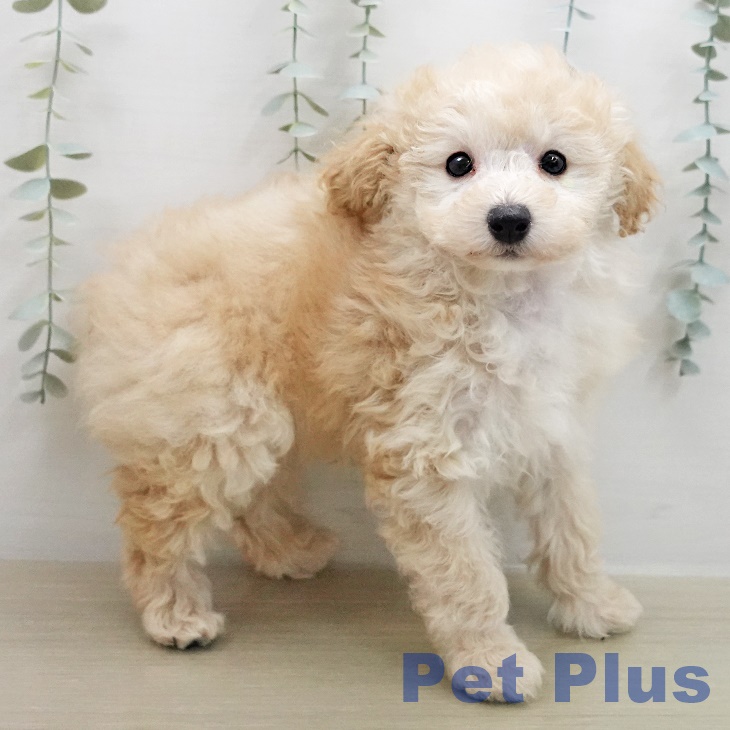 トイ・プードルの写真2