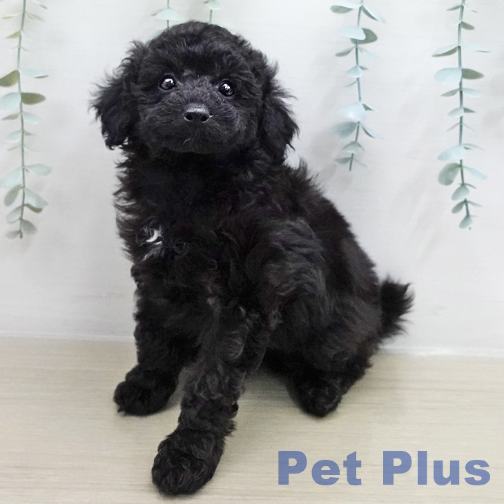 埼玉県のトイプードル(トイ) (ペットプラス 羽生店/2025年12月9日生まれ/女の子/ブラック)の子犬の1枚目の画像