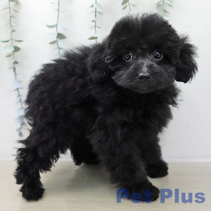 トイ・プードルの写真2