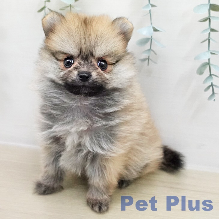 埼玉県のポメラニアン (ペットプラス 与野店/2025年12月9日生まれ/女の子/オレンジ)の子犬の1枚目の画像